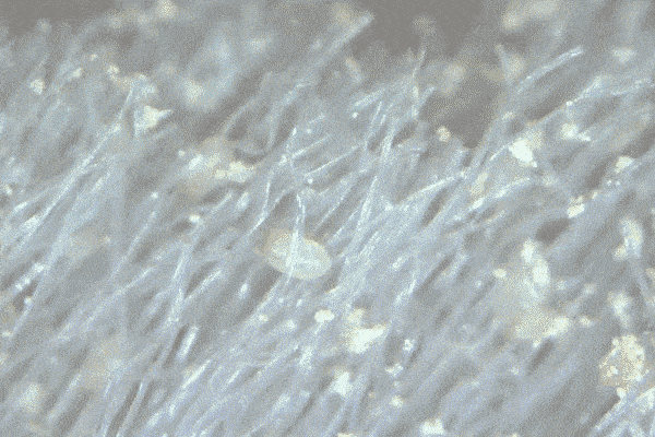 微信图片_20190802100907.gif